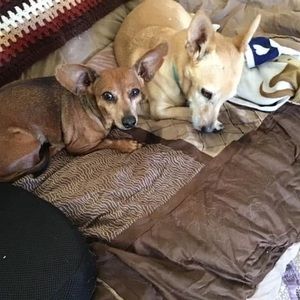 Meet your Posher, Stella